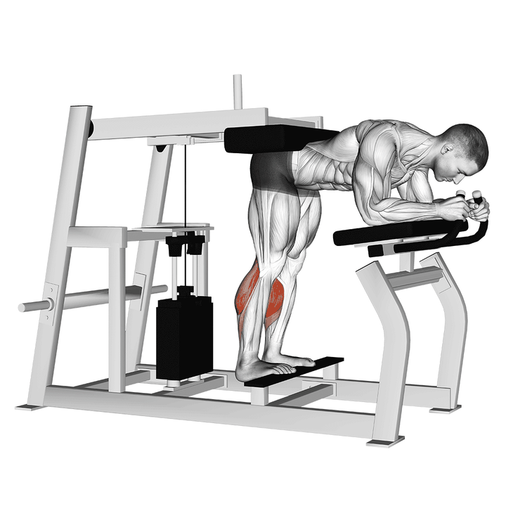 Demonstration of the lever donkey calf raise