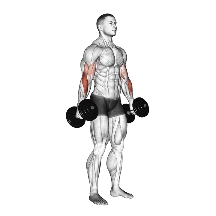 Demonstration of the dumbbell hammer curl