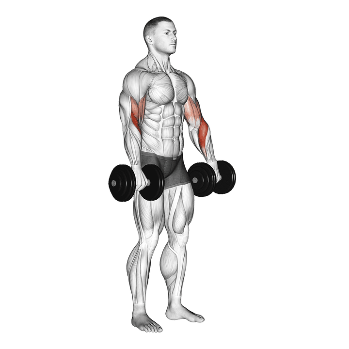 Demonstration of the dumbbell biceps curl reverse