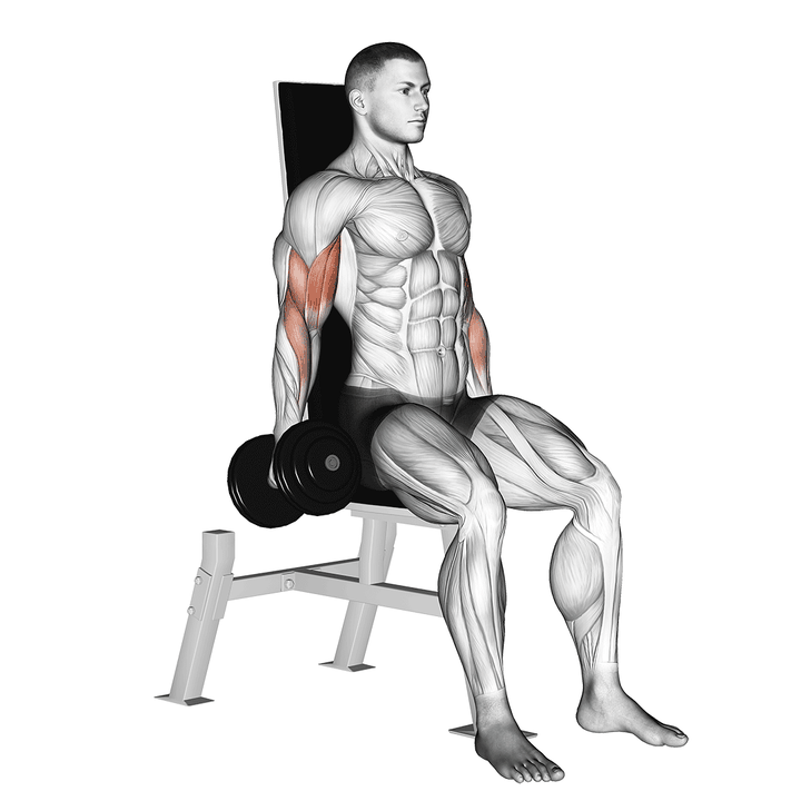 Demonstration of the dumbbell seated inner biceps curl