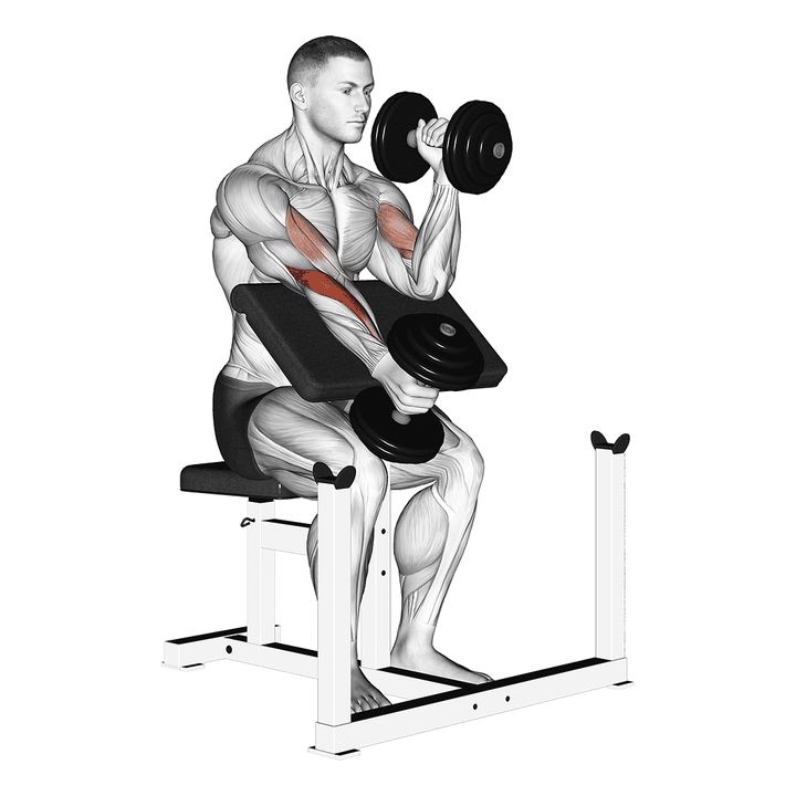 Demonstration of the soft dumbbell alternate hammer preacher curl