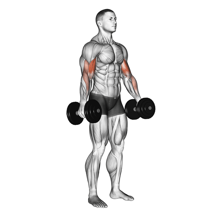 Demonstration of the dumbbell standing biceps curl