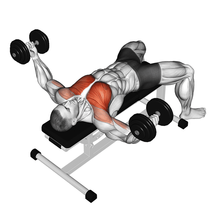 Demonstration of the dumbbell fly