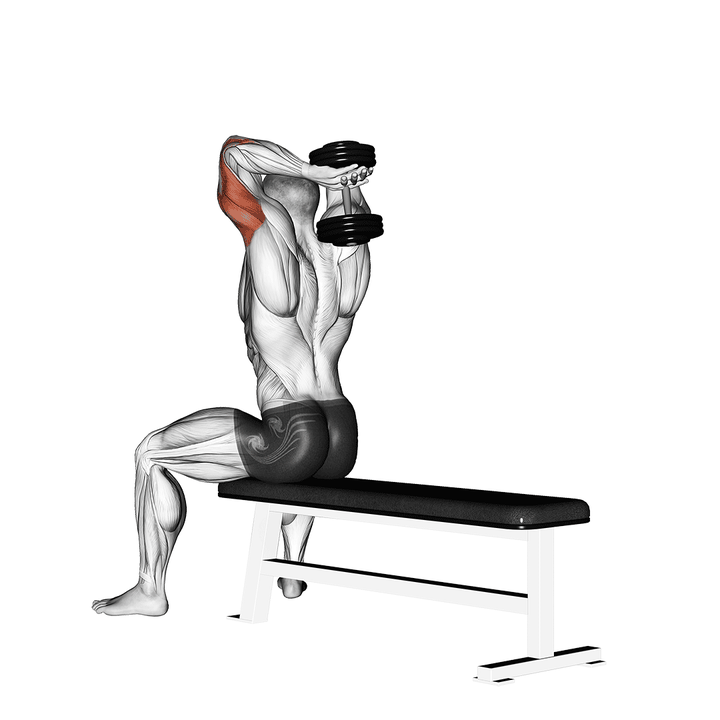 Demonstration of the dumbbell seated bench extension