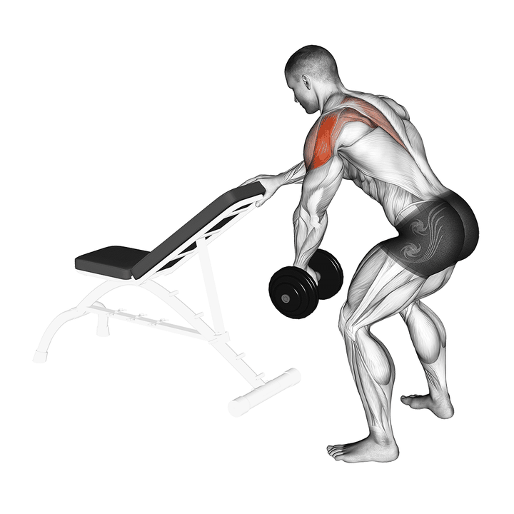 Demonstration of the dumbbell one arm reverse fly (with support)