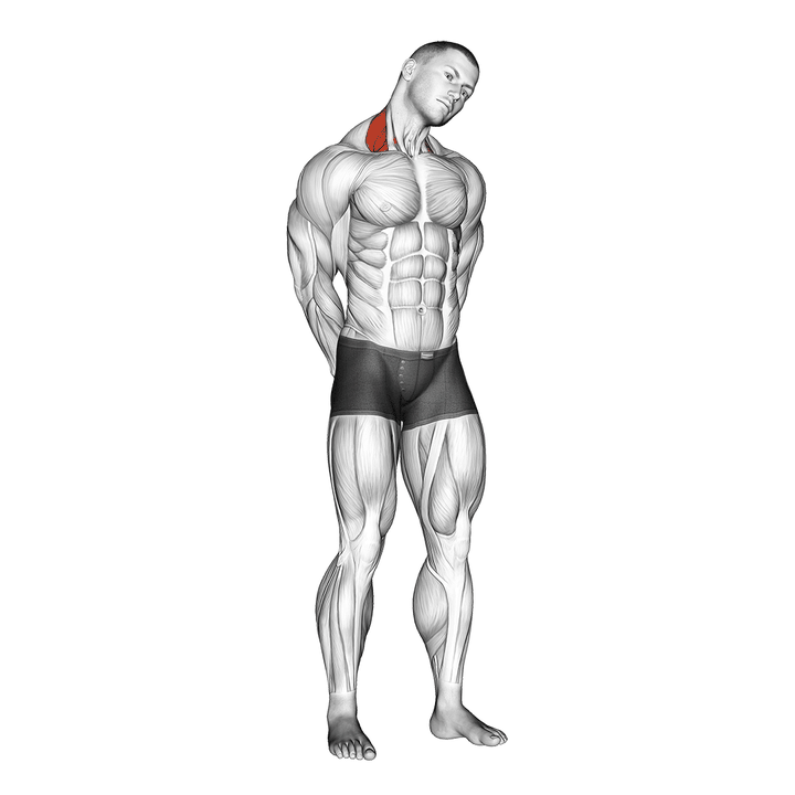 Demonstration of the neck side stretch