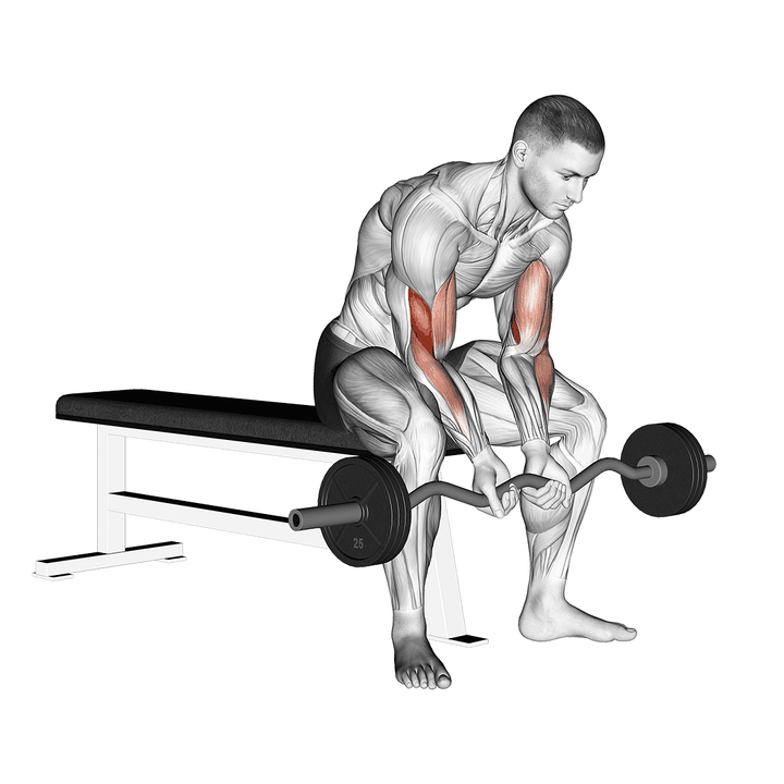 Demonstration of the ez bar seated close grip concentration curl