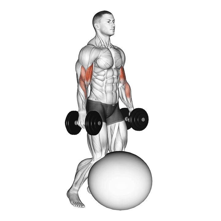 Demonstration of the dumbbell kneeling bicep curl exercise ball