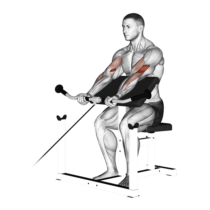 Demonstration of the cable preacher curl