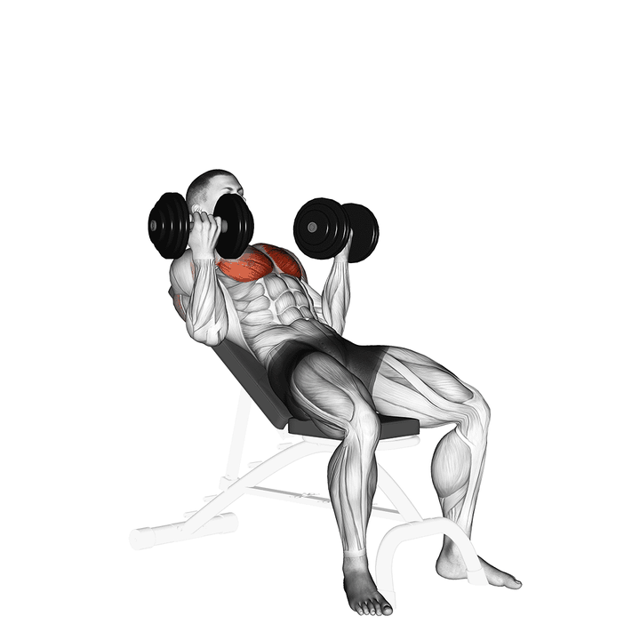 Demonstration of the dumbbell incline palm-in press