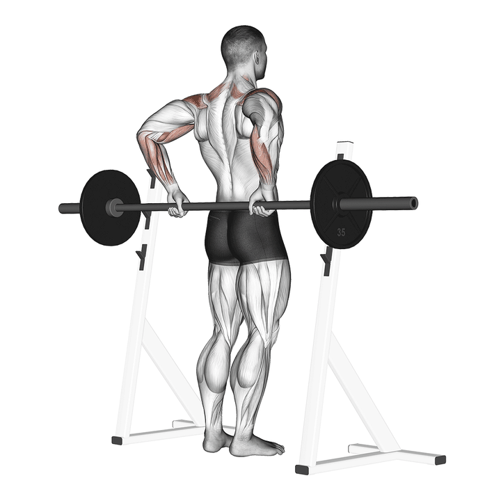 Demonstration of the barbell rear delt raise