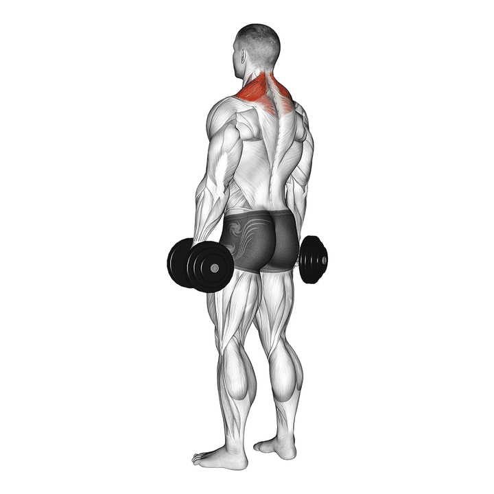 Demonstration of the dumbbell shrug