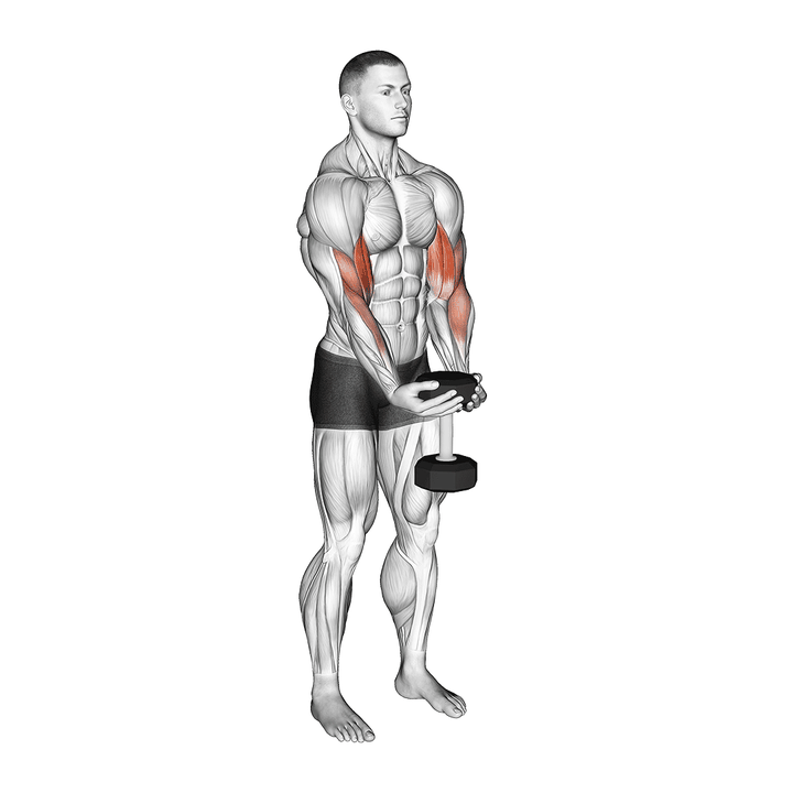 Demonstration of the dumbbell waiter biceps curl