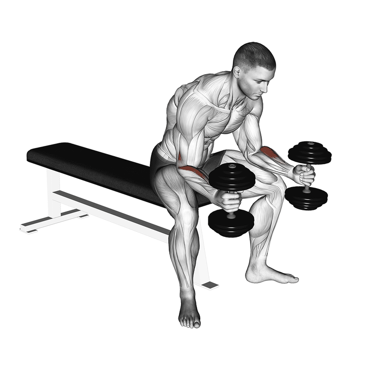Demonstration of the dumbbell seated neutral wrist curl