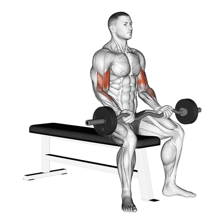 Demonstration of the ez barbell seated curls