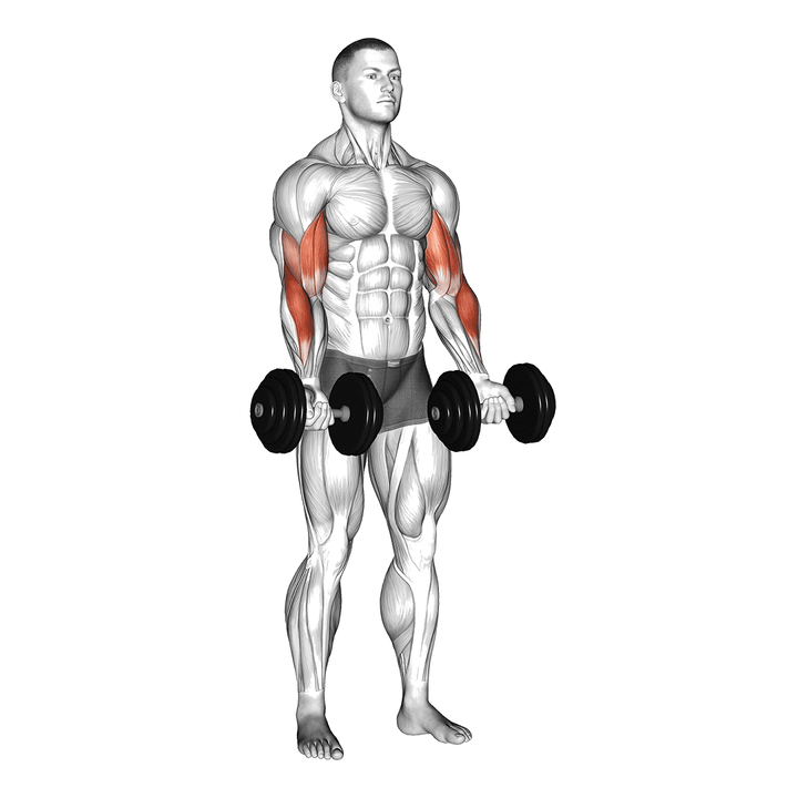 Demonstration of the dumbbell zottman curl