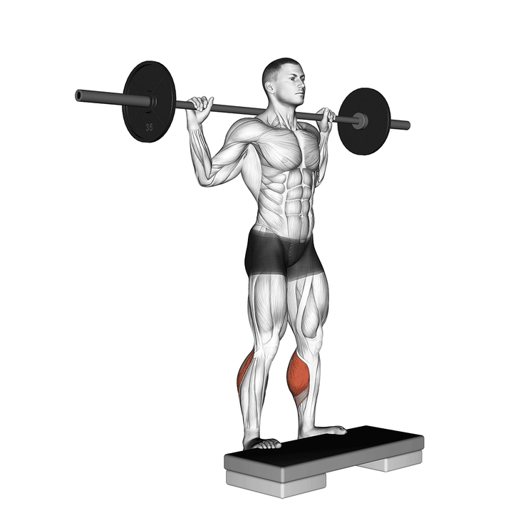 Demonstration of the barbell standing leg calf raise