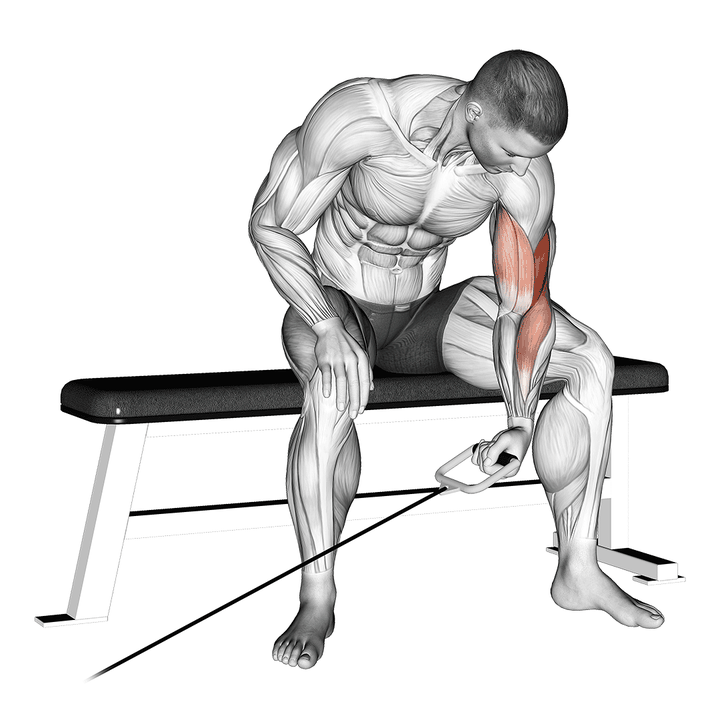 Demonstration of the cable seated one arm concentration curl