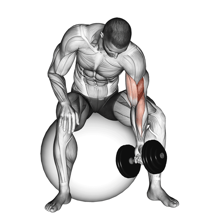 Demonstration of the vertical style dumbbell one arm concentration curl (on stability ball)
