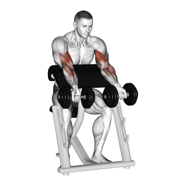 Demonstration of the dumbbell zottman preacher curl