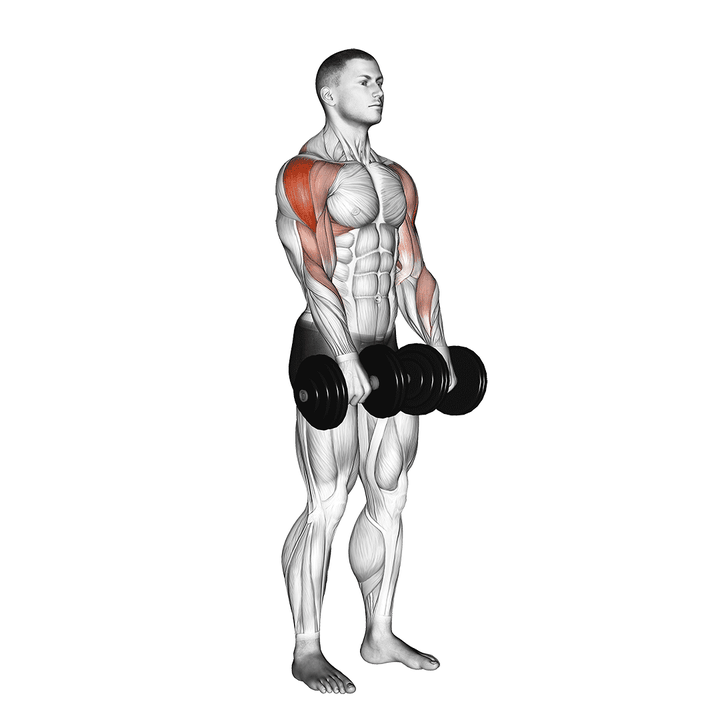 Demonstration of the dumbbell upright row