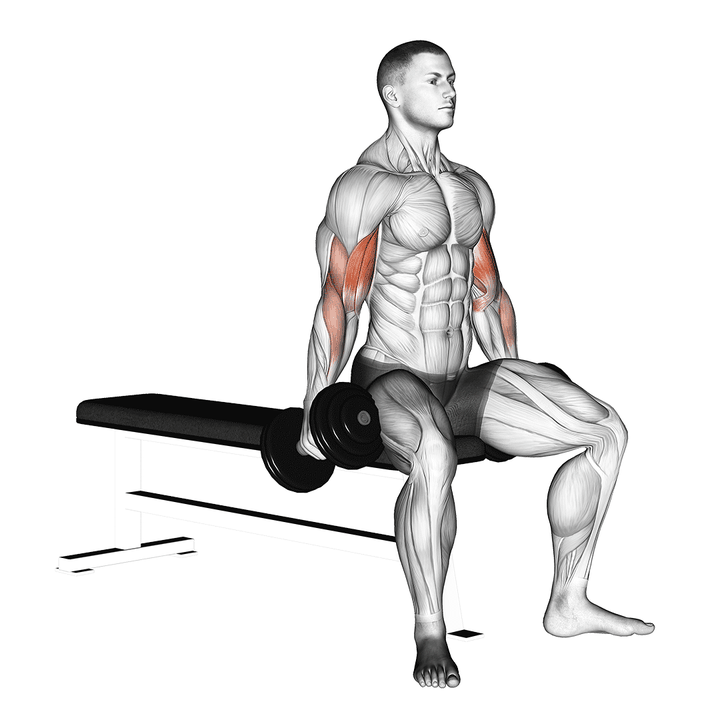 Demonstration of the dumbbell seated curl