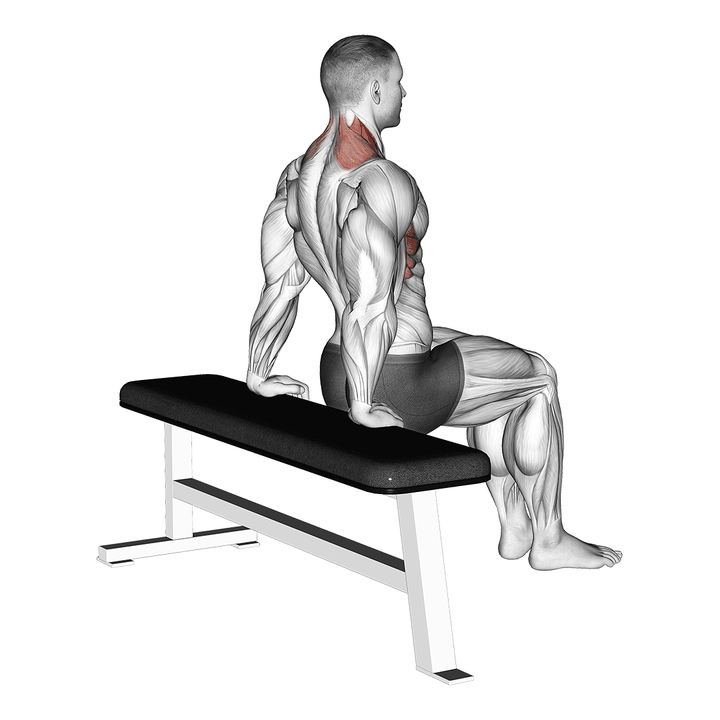Demonstration of the scapula dips