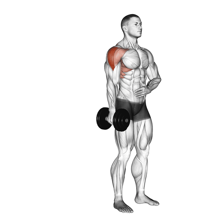 Demonstration of the dumbbell one arm lateral raise