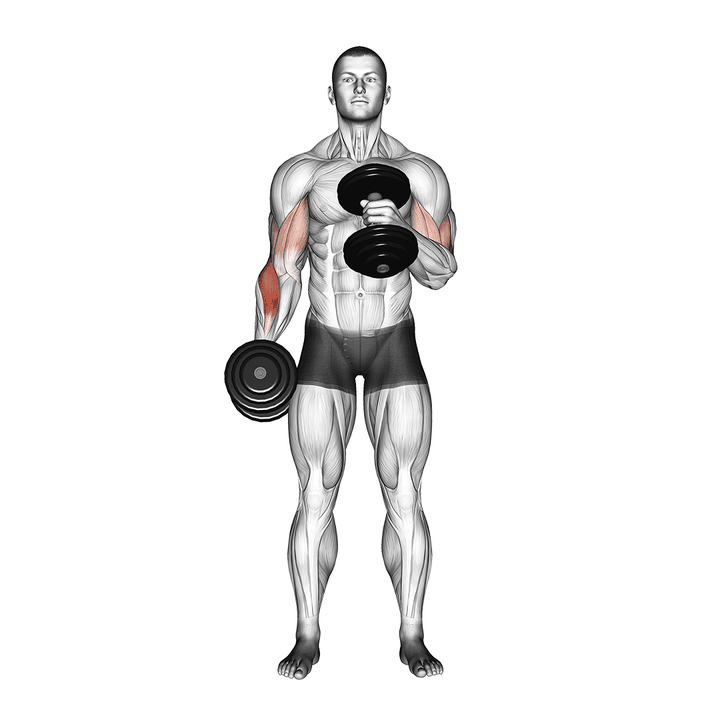 Demonstration of the dumbbell cross body hammer curl