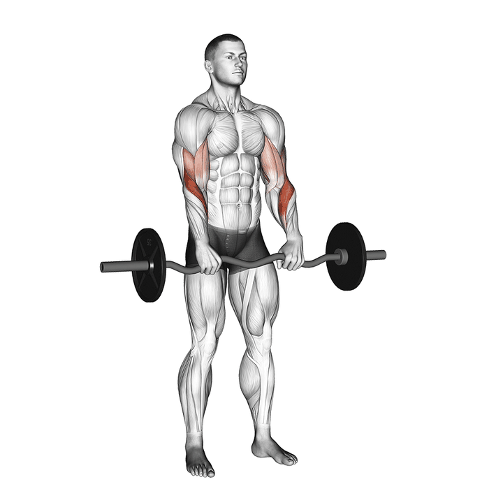 Demonstration of the ez barbell reverse grip curl