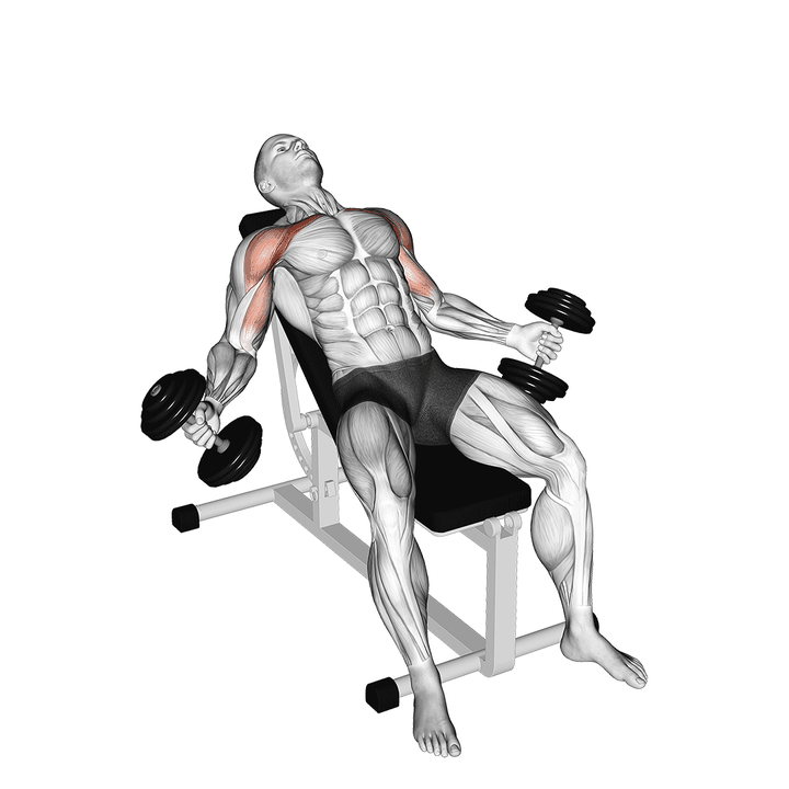 Demonstration of the hyght dumbbell fly