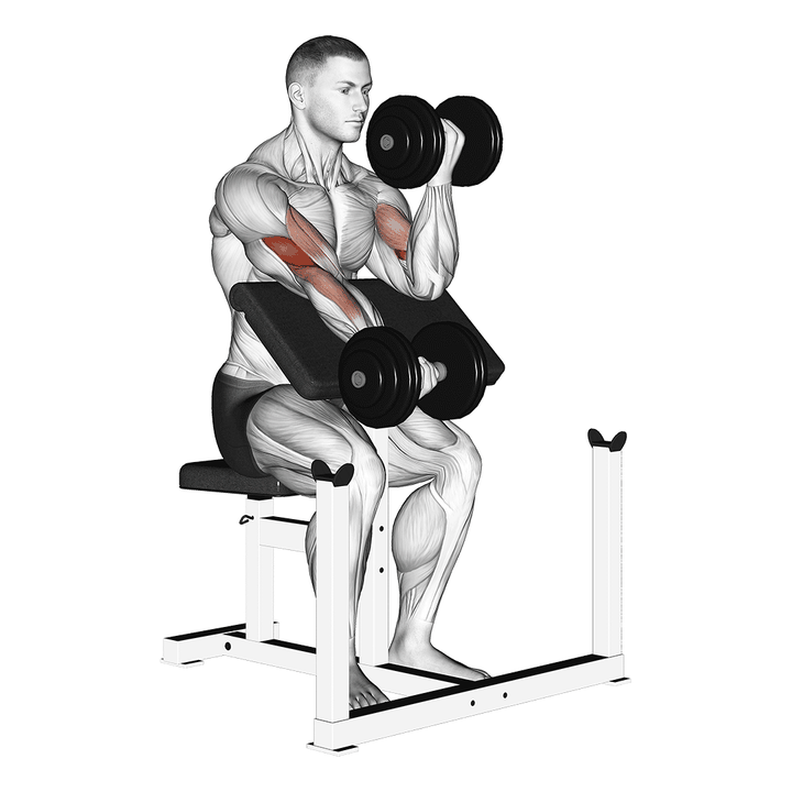 Demonstration of the dumbbell alternate preacher curl