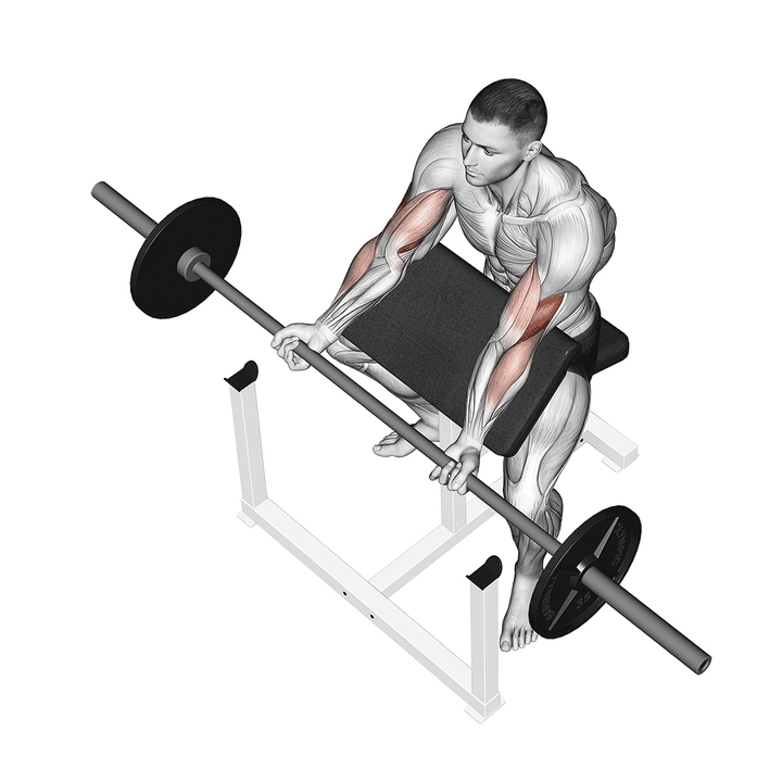 Demonstration of the barbell preacher curl