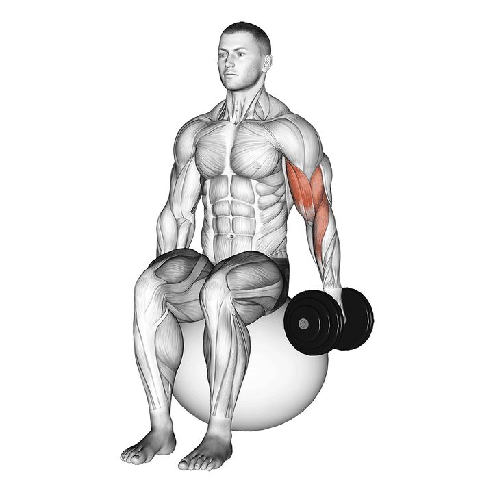 Demonstration of the dumbbell one arm seated bicep curl on exercise ball