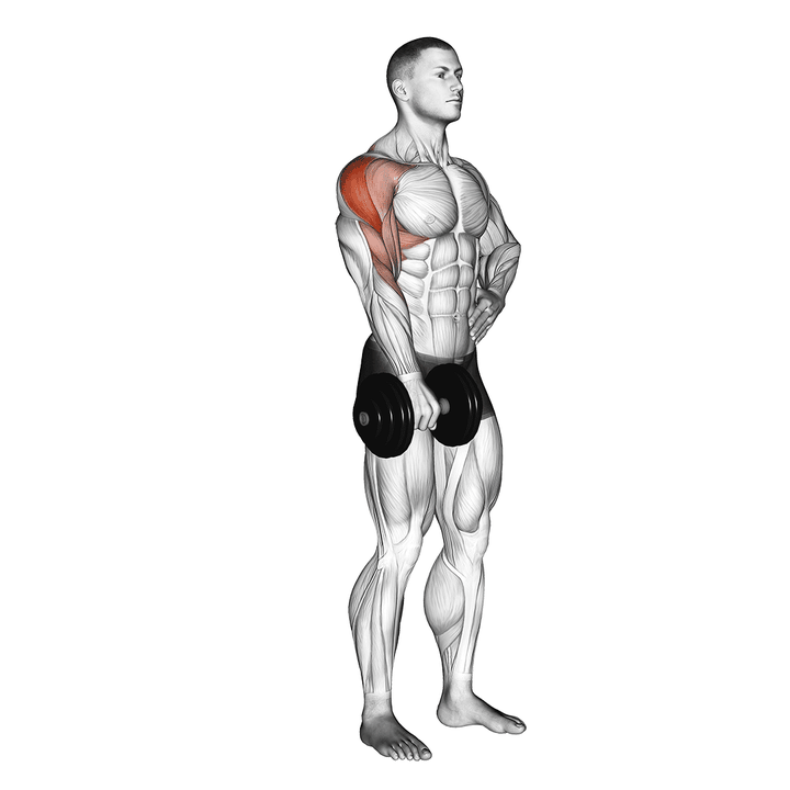 Demonstration of the dumbbell one arm upright row