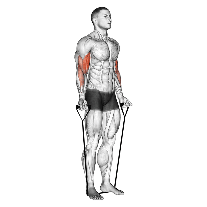 Demonstration of the band alternating biceps curl