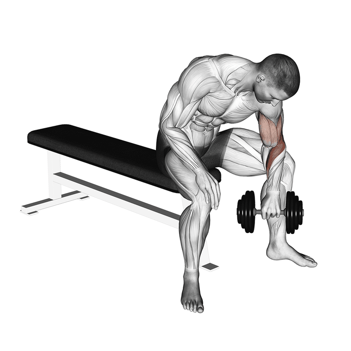 Demonstration of the dumbbell seated reverse grip concentration curl