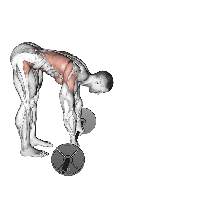 Demonstration of the barbell standing ab rollerout