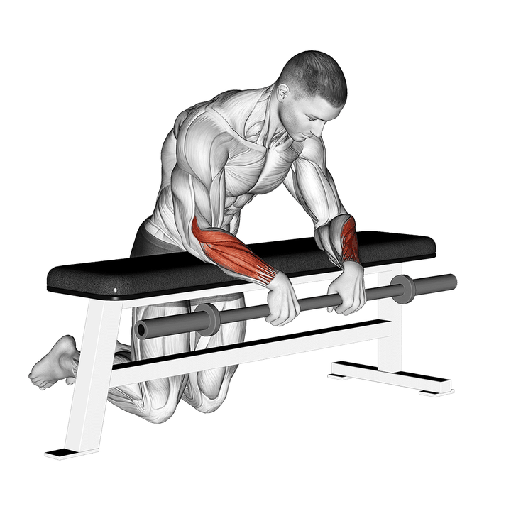 Demonstration of the barbell palms down wrist curl over a bench