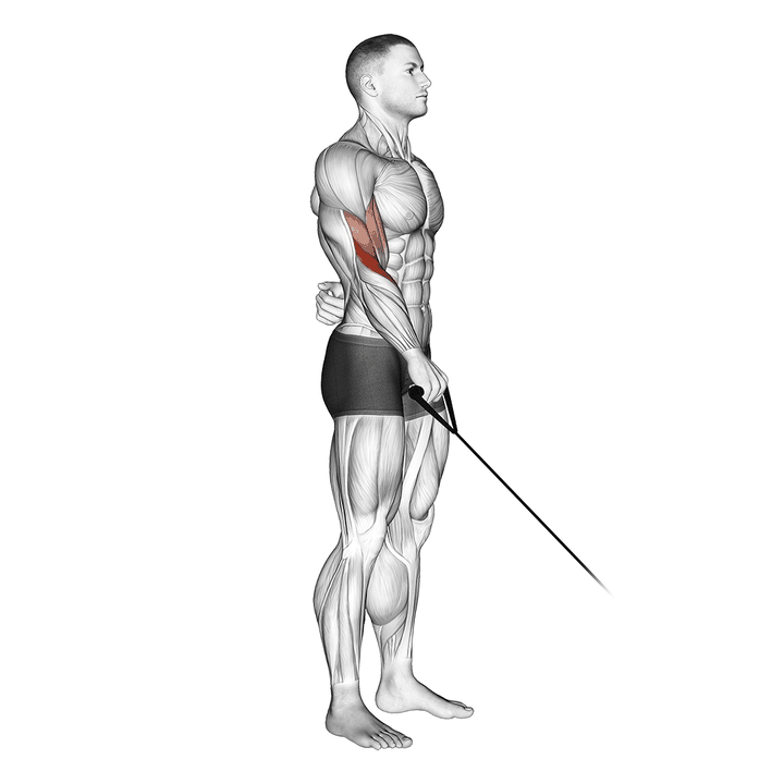 Demonstration of the cable reverse one arm curl
