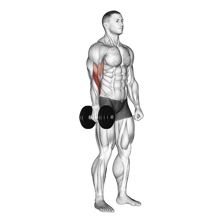 Demonstration of the dumbbell one arm standing hammer curl