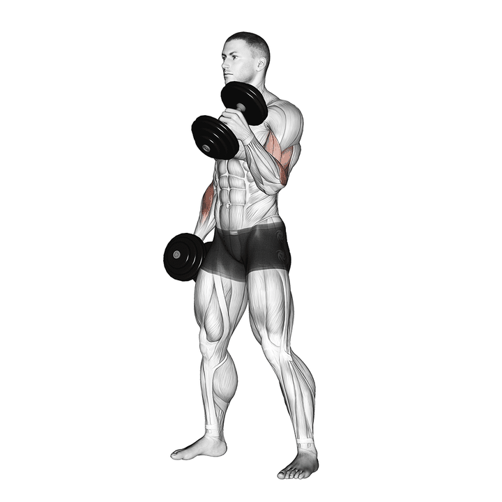 Demonstration of the dumbbell hammer curl