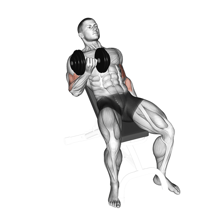 Demonstration of the dumbbell incline curl