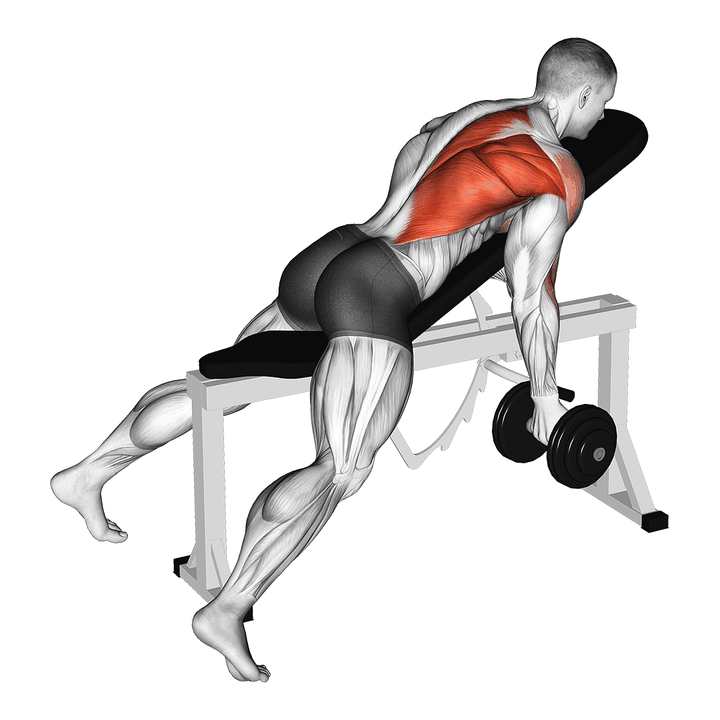 Demonstration of the dumbbell reverse grip incline bench one arm row