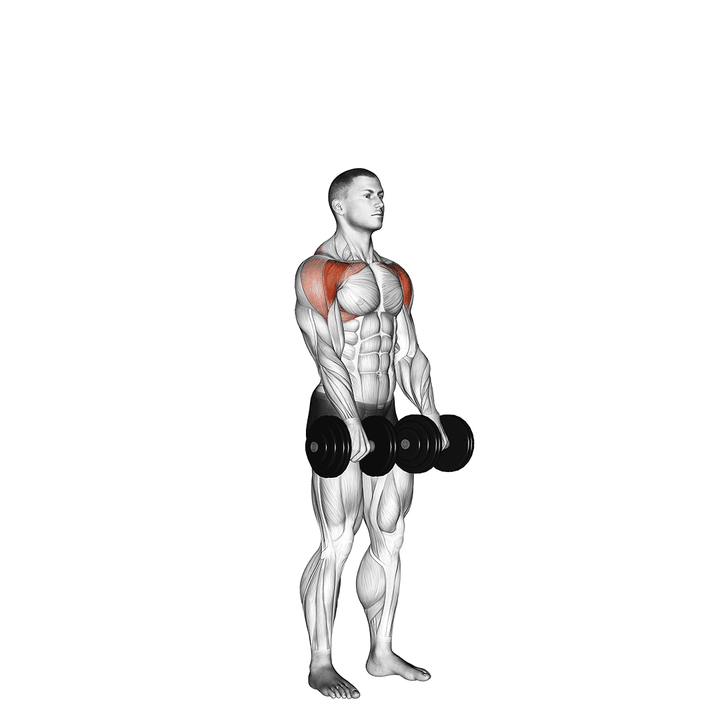 Demonstration of the dumbbell standing front raise above head
