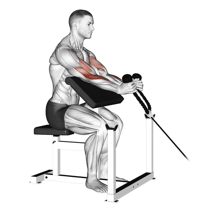 Demonstration of the cable rope hammer preacher curl