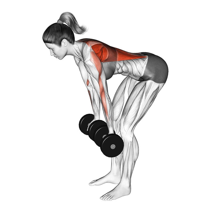 Demonstration of the dumbbell reverse grip row (female)
