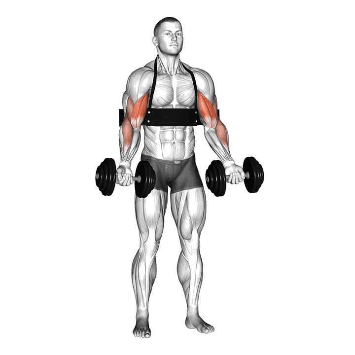 Demonstration of the dumbbell alternate biceps curl (with arm blaster)