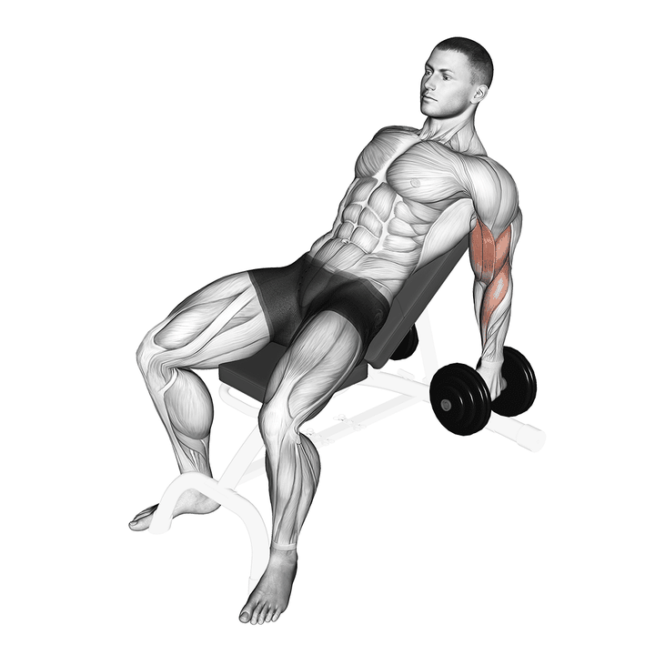 Demonstration of the dumbbell incline hammer curl