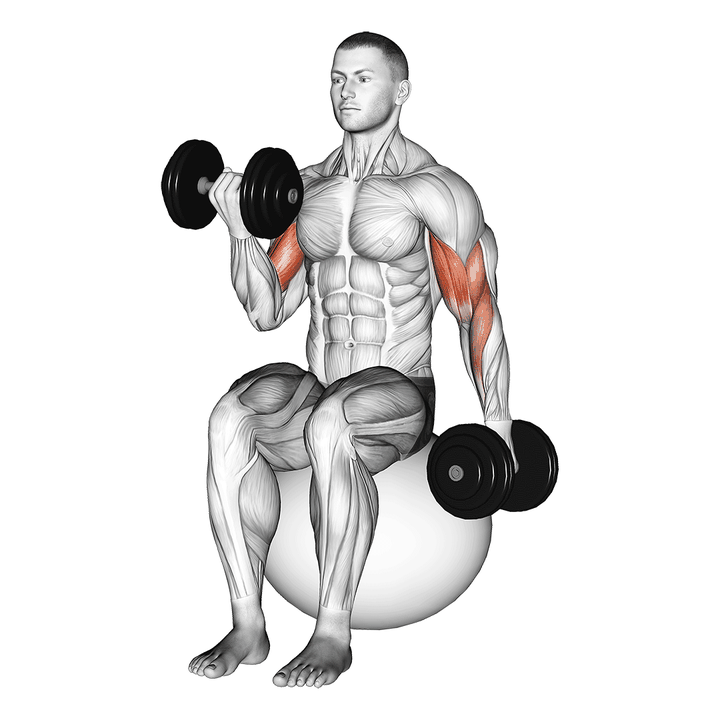 Demonstration of the dumbbell alternating seated bicep curl on exercise ball